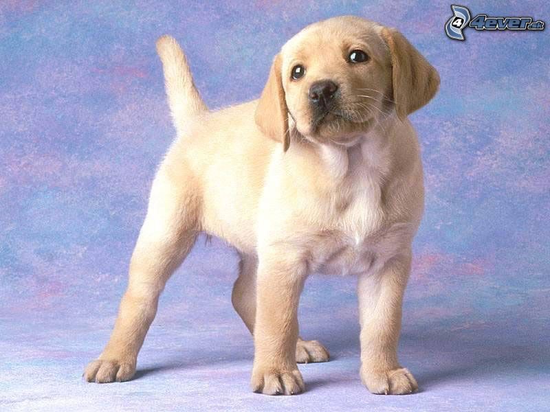[obrazky.4ever.sk] labradorsky retriever, pes 3679786.jpg