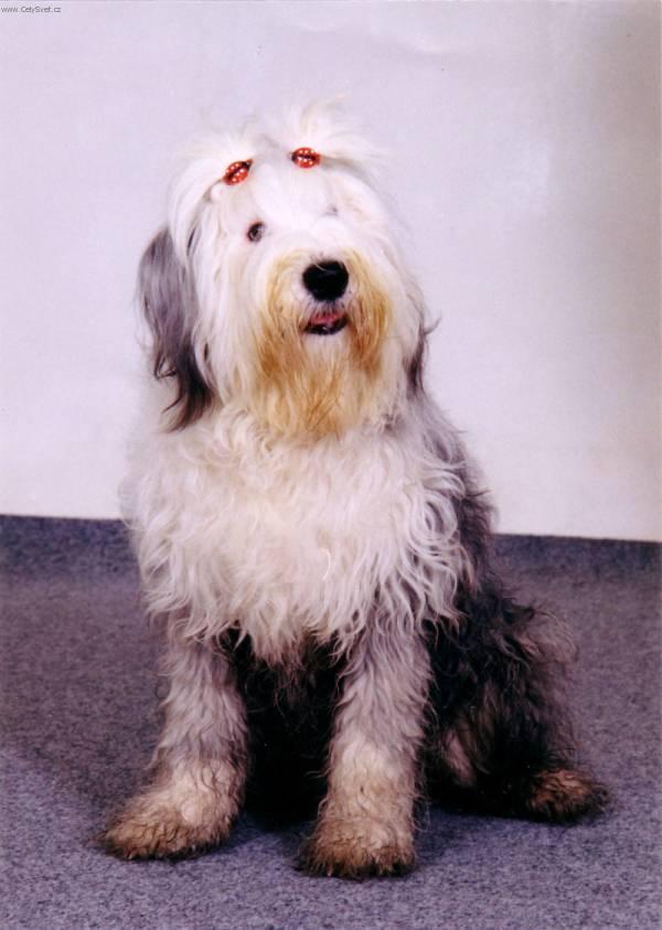 bobtail-pes_1.jpg