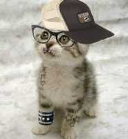 [obrazky.4ever.sk] macka gangster 6976715.jpg