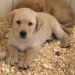 JAKUBOV-Psia-porodnica-pes-psy-labrador-Foto-Richard-Ziska.jpg